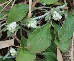 Antennaria plantaginifolia