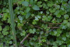 Hydrocotyle elongata