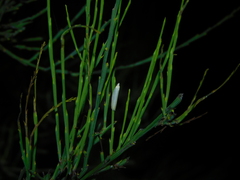 Eochrois callianassa