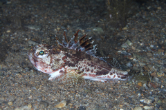 Maxillicosta scabriceps