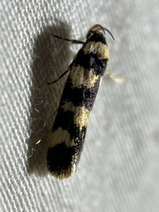 Cirromitra tetratherma