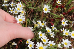 Anthemis pseudocotula