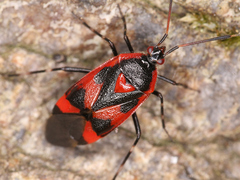 Deraeocoris trifasciatus