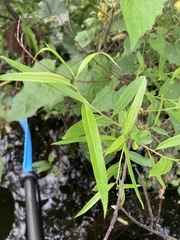 Salix caroliniana