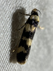 Cirromitra tetratherma