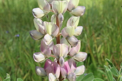 Lupinus palaestinus