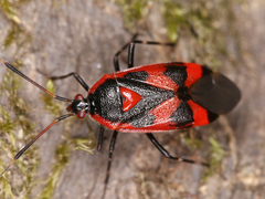 Deraeocoris trifasciatus
