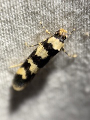 Cirromitra tetratherma