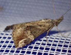 Hypena laceratalis