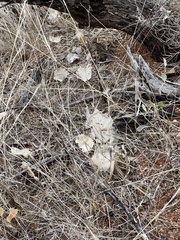 Acourtia nana