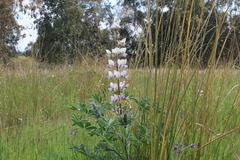 Lupinus palaestinus
