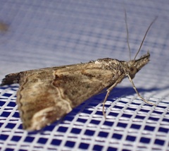Hypena laceratalis