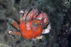 Schizophrys rufescens