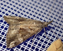 Hypena laceratalis