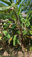 Musa × paradisiaca