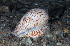 Amoria undulata