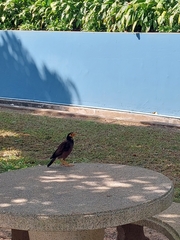 Acridotheres tristis