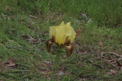 Iris atropurpurea