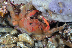 Schizophrys rufescens