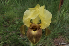 Iris atropurpurea