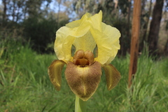 Iris atropurpurea