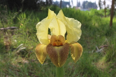 Iris atropurpurea
