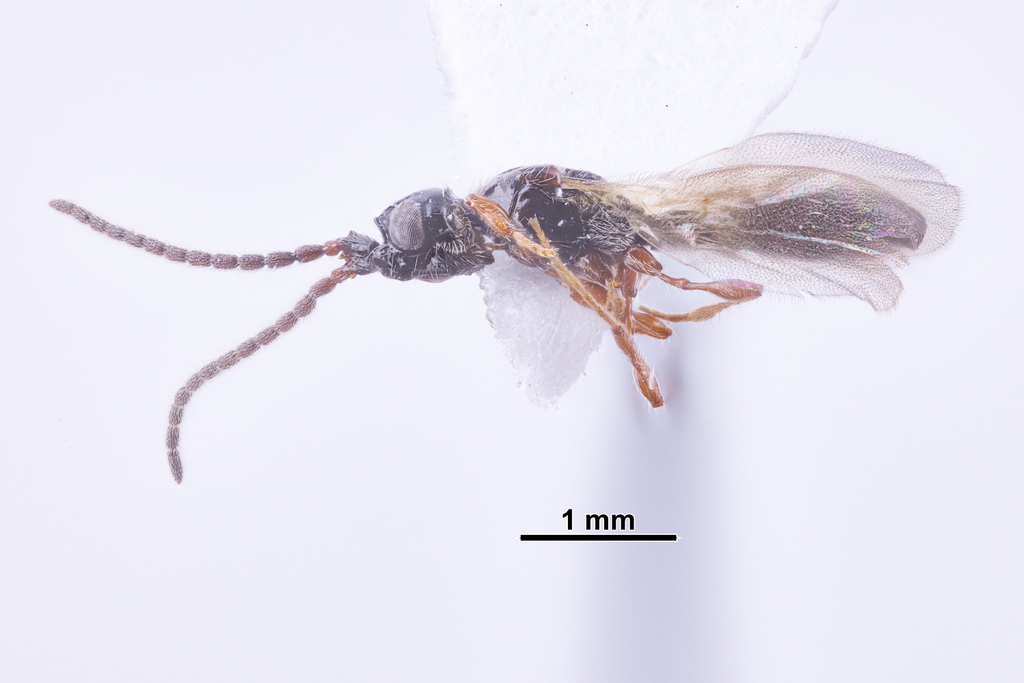 Coptera cingulatae