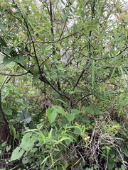 Salix caroliniana