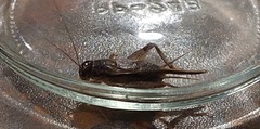 Lepidogryllus comparatus