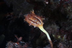 Pyura gibbosa