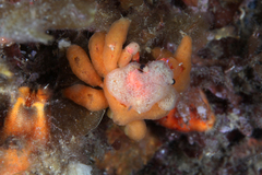 Schizophrys rufescens