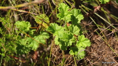 Pelargonium greytonense