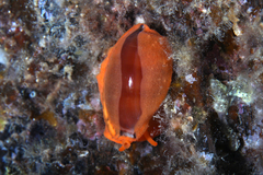 Notocypraea comptonii