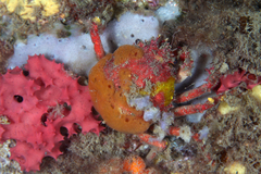 Schizophrys rufescens