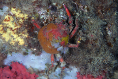 Schizophrys rufescens