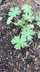 Geranium carolinianum carolinianum