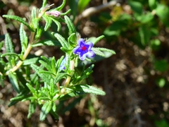 Glandora prostrata lusitanica