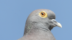 Yellow-Eyed Pigeon photo 2