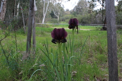 Iris atropurpurea