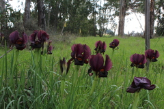 Iris atropurpurea