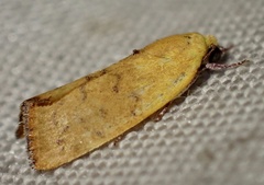 Earias