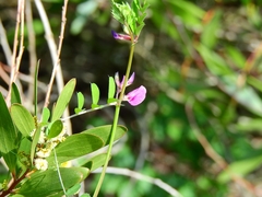 Vicia sativa