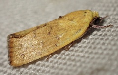 Earias