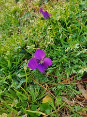 Viola sororia