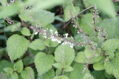 Plectranthus