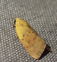 Earias