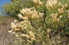 Baccharis linearis