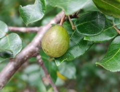 Commiphora leptophloeos