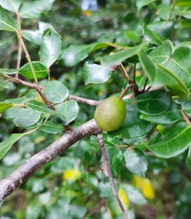 Commiphora leptophloeos