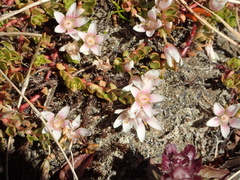 Lysimachia buxifolia